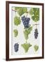 Grapes-Elizabeth Rice-Framed Giclee Print