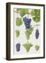 Grapes-Elizabeth Rice-Framed Giclee Print