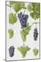 Grapes-Elizabeth Rice-Mounted Giclee Print