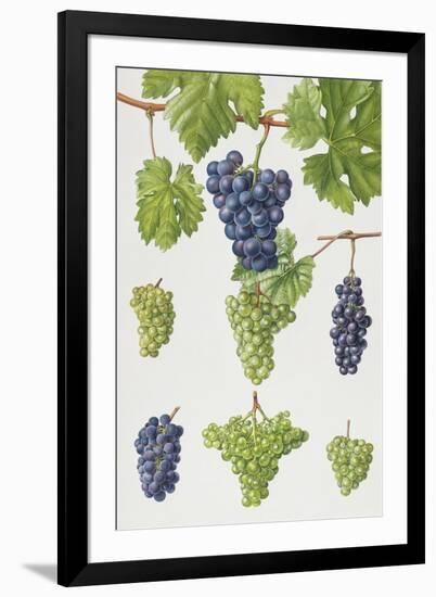 Grapes-Elizabeth Rice-Framed Premium Giclee Print