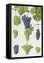 Grapes-Elizabeth Rice-Framed Stretched Canvas