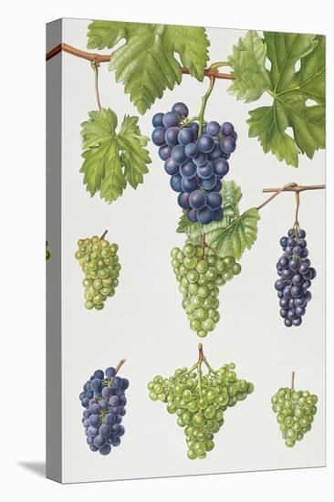 Grapes-Elizabeth Rice-Stretched Canvas