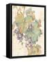 Grapes-unknown VanDyk-Framed Stretched Canvas