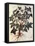 Grapevine, 1229-null-Framed Stretched Canvas
