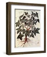 Grapevine, 1229-null-Framed Premium Giclee Print