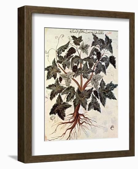 Grapevine, 1229-null-Framed Premium Giclee Print