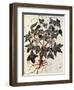 Grapevine, 1229-null-Framed Premium Giclee Print