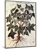 Grapevine, 1229-null-Mounted Premium Giclee Print