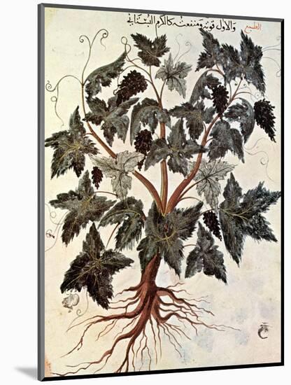 Grapevine, 1229-null-Mounted Premium Giclee Print