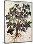 Grapevine, 1229-null-Mounted Premium Giclee Print