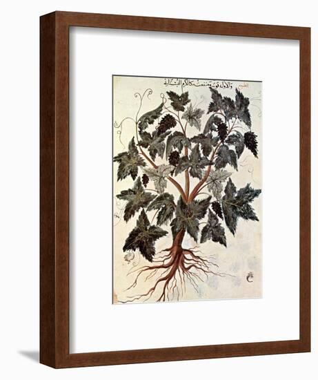 Grapevine, 1229-null-Framed Premium Giclee Print