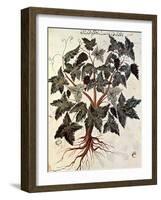 Grapevine, 1229-null-Framed Giclee Print