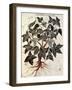 Grapevine, 1229-null-Framed Giclee Print