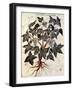 Grapevine, 1229-null-Framed Giclee Print