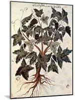 Grapevine, 1229-null-Mounted Giclee Print