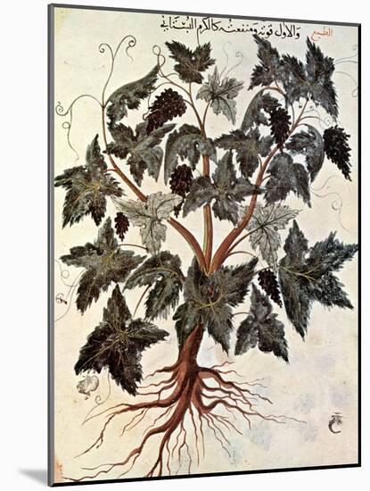 Grapevine, 1229-null-Mounted Giclee Print