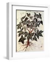 Grapevine, 1229-null-Framed Giclee Print