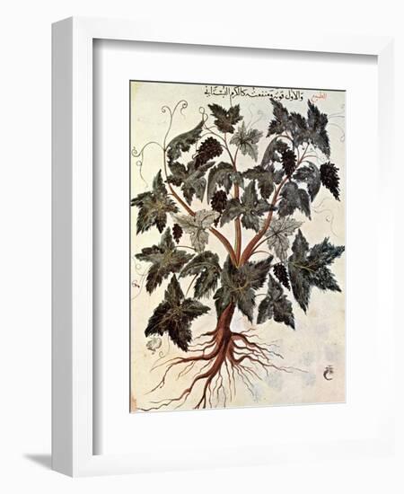 Grapevine, 1229-null-Framed Giclee Print