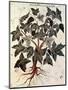 Grapevine, 1229-null-Mounted Giclee Print