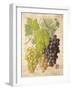 Grapevine 2-Nobleworks Inc.-Framed Art Print