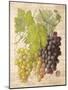 Grapevine 2-Nobleworks Inc.-Mounted Art Print