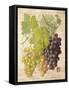 Grapevine 2-Nobleworks Inc.-Framed Stretched Canvas