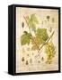 Grapevine 3-Nobleworks Inc.-Framed Stretched Canvas