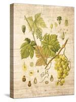 Grapevine 3-Nobleworks Inc.-Stretched Canvas