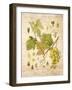 Grapevine 3-Nobleworks Inc.-Framed Art Print