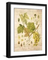 Grapevine 3-Nobleworks Inc.-Framed Art Print