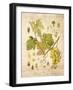 Grapevine 3-Nobleworks Inc.-Framed Art Print