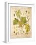 Grapevine 3-Nobleworks Inc.-Framed Art Print