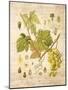 Grapevine 3-Nobleworks Inc.-Mounted Art Print