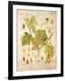 Grapevine 3-Nobleworks Inc.-Framed Art Print