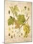 Grapevine 3-Nobleworks Inc.-Mounted Art Print