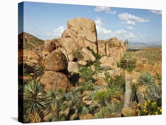 Grapevine Hills in Chihuahuan Desert, Big Bend National Park, Brewster Co., Texas, Usa-Larry Ditto-Stretched Canvas