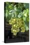 Grapevine, Locorotundo, Italy, Europe-Lisa S. Engelbrecht-Stretched Canvas