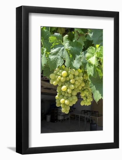 Grapevine, Locorotundo, Italy, Europe-Lisa S. Engelbrecht-Framed Photographic Print