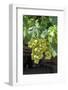 Grapevine, Locorotundo, Italy, Europe-Lisa S. Engelbrecht-Framed Photographic Print