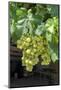 Grapevine, Locorotundo, Italy, Europe-Lisa S. Engelbrecht-Mounted Photographic Print