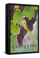 Grapevine, Texas - Wine Grapes on Vine #3-Lantern Press-Framed Stretched Canvas