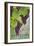 Grapevine, Texas - Wine Grapes on Vine #3-Lantern Press-Framed Art Print