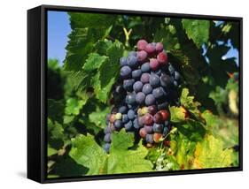 Grapevine, Vineyard, France-Duncan Maxwell-Framed Stretched Canvas