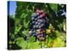 Grapevine, Vineyard, France-Duncan Maxwell-Stretched Canvas