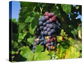 Grapevine, Vineyard, France-Duncan Maxwell-Stretched Canvas