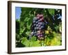 Grapevine, Vineyard, France-Duncan Maxwell-Framed Photographic Print
