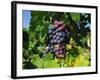 Grapevine, Vineyard, France-Duncan Maxwell-Framed Photographic Print