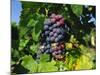 Grapevine, Vineyard, France-Duncan Maxwell-Mounted Photographic Print
