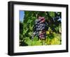 Grapevine, Vineyard, France-Duncan Maxwell-Framed Photographic Print