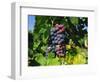 Grapevine, Vineyard, France-Duncan Maxwell-Framed Photographic Print